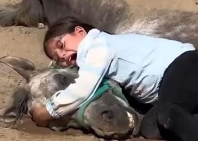 فيديو مؤثر جدا.. أصغر فارسة في كردستان تبكي بحرقة على موت حصانها!