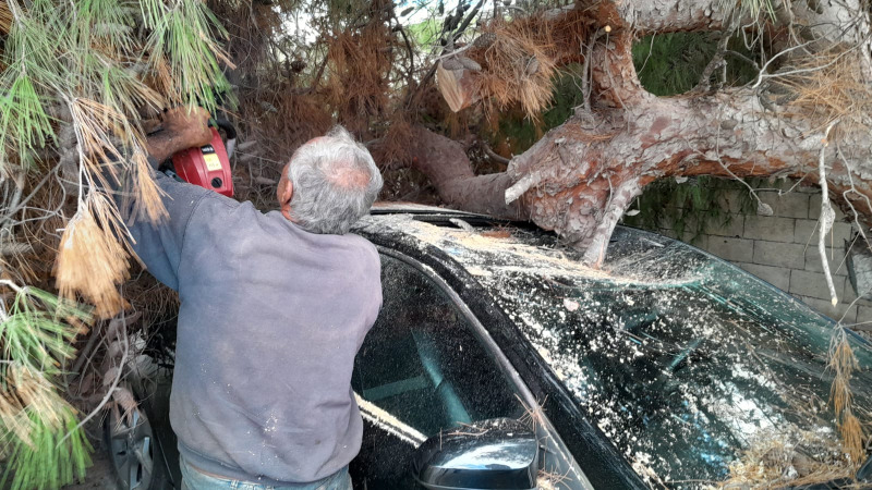 بالصور - العاصفة تطيح بشجرة معمرة في صيدا وتضرر سيارة!