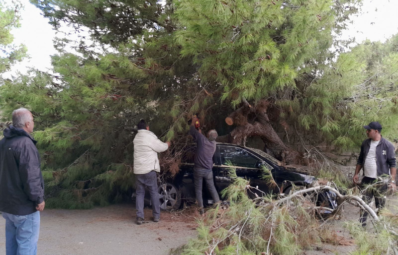 بالصور - العاصفة تطيح بشجرة معمرة في صيدا وتضرر سيارة!